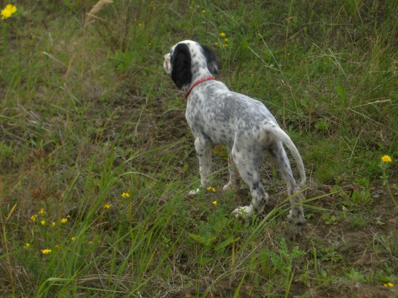 Diego des gris de l'Eteule