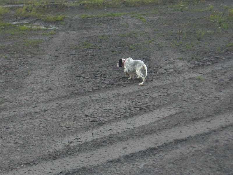 chiots a 7 semaines
