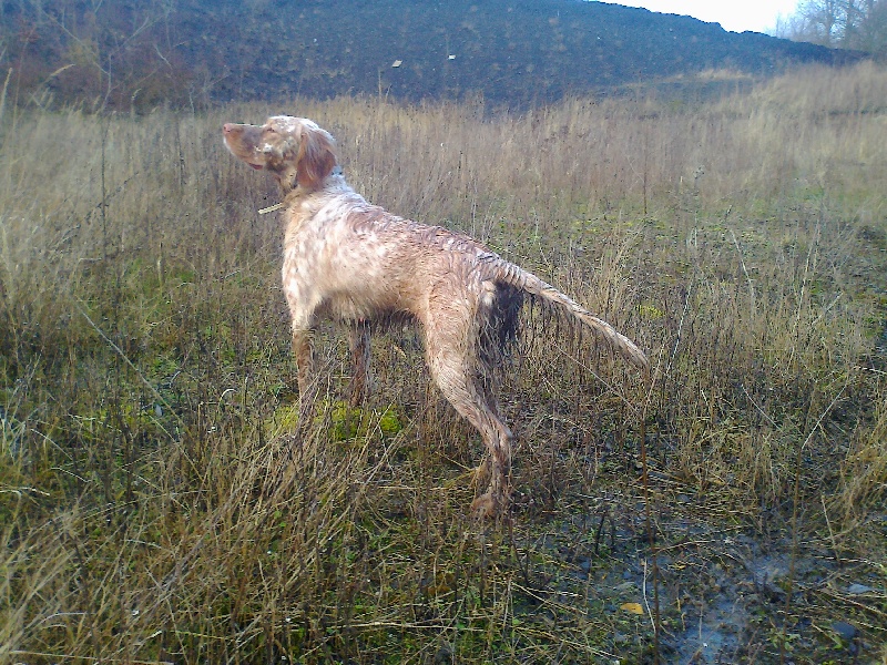 fidji a la becassine